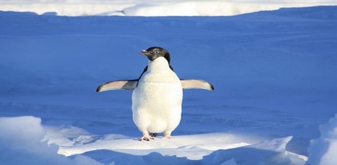 Google: mise à jour de l’algorithme? Nouvelle version de Google Penguin?